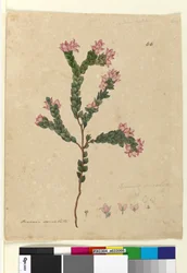 Page 66. Boronia serrulata